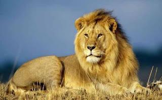 León del Atlas, ajeno a la práctica extinción de su especie