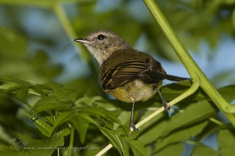 Mosqueta común (Mottled-cheeked Tyrannulet) Phylloscartes ventralis