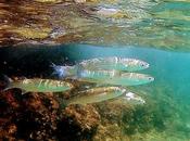 Calugas platja Miracle Tarragona