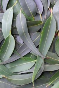 Las propiedades del eucalipto