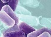 microbios, ¿son amigos enemigos?