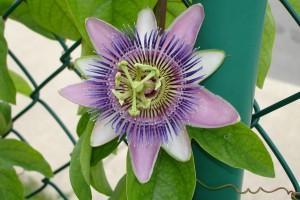 passiflora_incarnata_large Propiedades de la Passiflora para enfermedades nerviosas y dejar de fumar