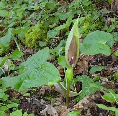 El yaro - Arum maculatum