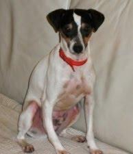 Bertin precioso bodeguero abandonado y herido busca una oportunidad.