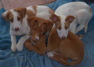 Tres cachorras rescatadas. vivieron junto a su madre muerta
