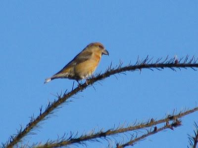 Ruta invernal por el Norte de España (I) - Sierra de la Demanda, Alto de Barazar y Marismas de Santoña.