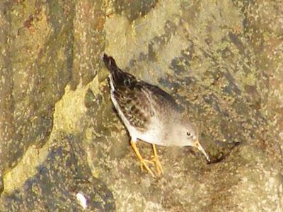 Ruta invernal por el Norte de España (I) - Sierra de la Demanda, Alto de Barazar y Marismas de Santoña.