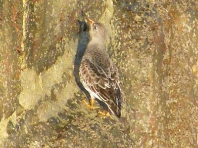 Ruta invernal por el Norte de España (I) - Sierra de la Demanda, Alto de Barazar y Marismas de Santoña.