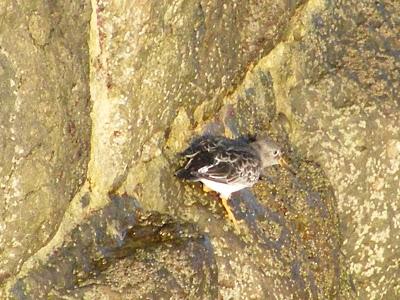Ruta invernal por el Norte de España (I) - Sierra de la Demanda, Alto de Barazar y Marismas de Santoña.