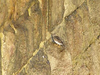 Ruta invernal por el Norte de España (I) - Sierra de la Demanda, Alto de Barazar y Marismas de Santoña.