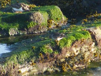 Ruta invernal por el Norte de España (I) - Sierra de la Demanda, Alto de Barazar y Marismas de Santoña.