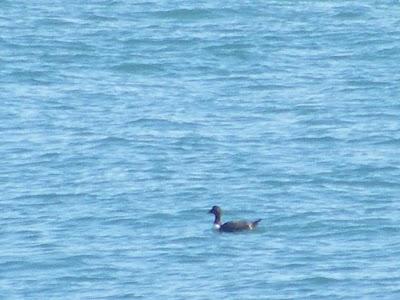 Ruta invernal por el Norte de España (I) - Sierra de la Demanda, Alto de Barazar y Marismas de Santoña.