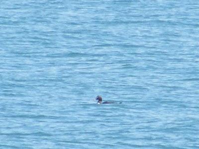 Ruta invernal por el Norte de España (I) - Sierra de la Demanda, Alto de Barazar y Marismas de Santoña.