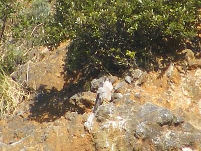 Ruta invernal por el Norte de España (I) - Sierra de la Demanda, Alto de Barazar y Marismas de Santoña.