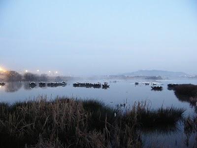 Ruta invernal por el Norte de España (I) - Sierra de la Demanda, Alto de Barazar y Marismas de Santoña.