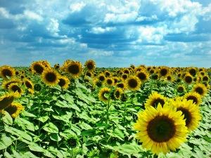 Fiestas de primavera que no te puedes perder