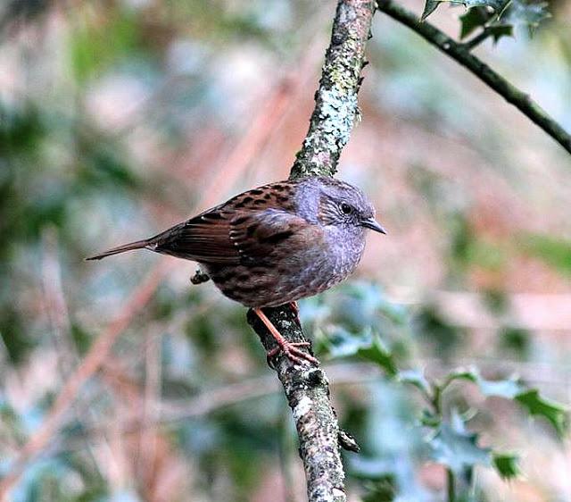 elves of the forest birds-aves los duendes del bosque de Orgi