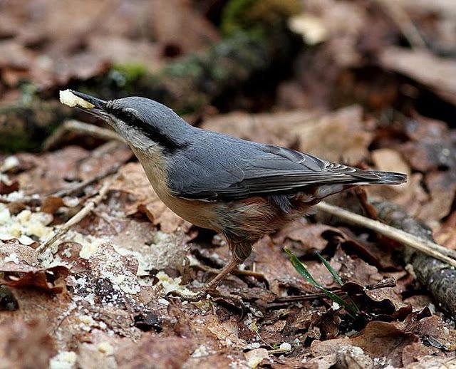 elves of the forest birds-aves los duendes del bosque de Orgi