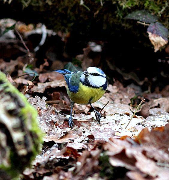 elves of the forest birds-aves los duendes del bosque de Orgi