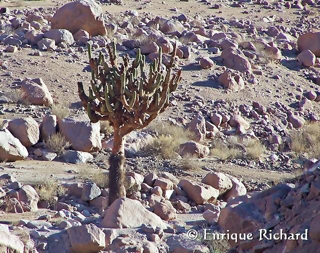 Browningia candelaris (Meyen) Britton & Rose, 1920 - Cactaceae... Cactus candelabro, Arica