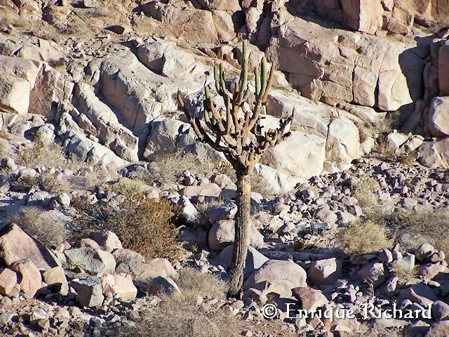 Browningia candelaris (Meyen) Britton & Rose, 1920 - Cactaceae... Cactus candelabro, Arica