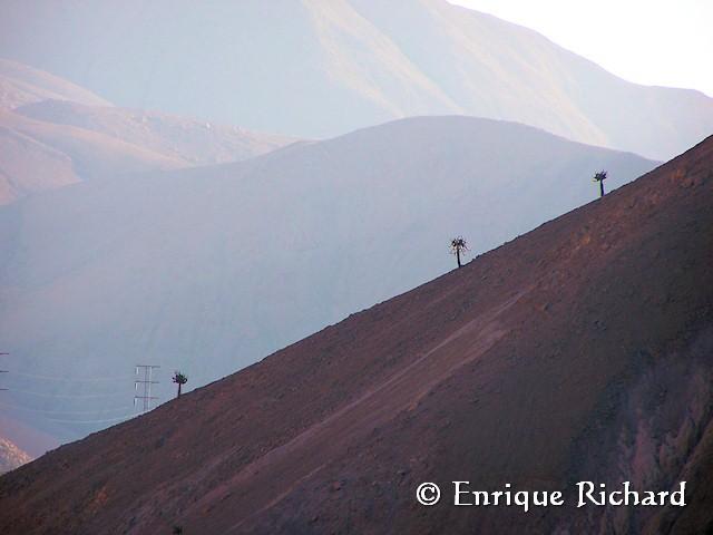 Browningia candelaris (Meyen) Britton & Rose, 1920 - Cactaceae... Cactus candelabro, Arica