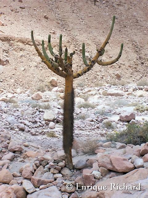 Browningia candelaris (Meyen) Britton & Rose, 1920 - Cactaceae... Cactus candelabro, Arica Browningia candelaris (Meyen) Britton & Rose, 1920 - Cactaceae... Cactus candelabro, Arica