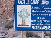 Browningia candelaris (Meyen) Britton Rose, 1920 Cactaceae... Cactus candelabro, Arica