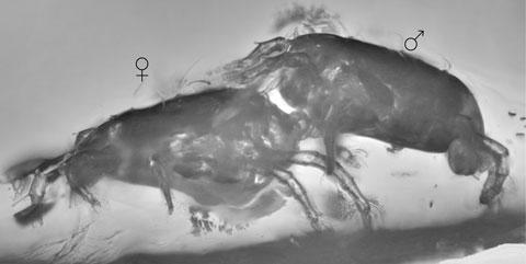 Querían hacer el AMBOR