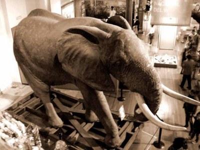 El elefante del Museo de Ciencias Naturales