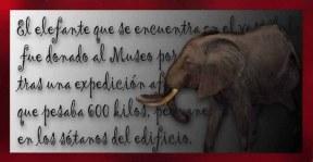 El elefante del Museo de Ciencias Naturales