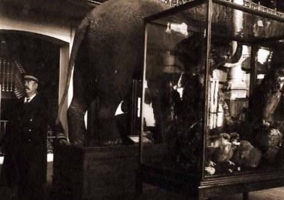 El elefante del Museo de Ciencias Naturales