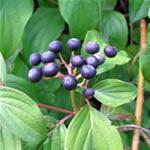 Cornejo, homeopatia fotos