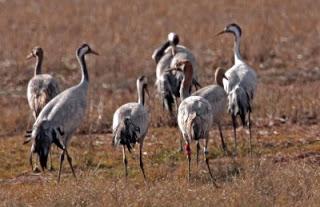 El sonoro trompeteo de las grullas alborota el cielo de Almadén