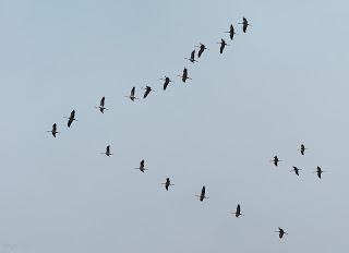 El sonoro trompeteo de las grullas alborota el cielo de Almadén
