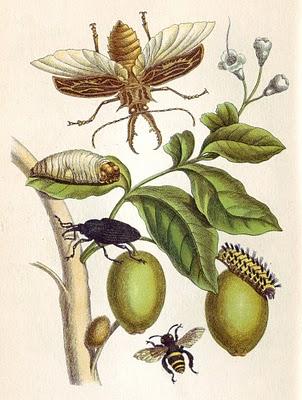 Insecto-teología