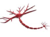 Vuestras consultas: polineuropatías