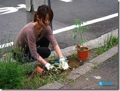 tomatoes_tokyo_median_t_web