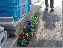 pansies_sidewalk_suginami_t pansies_sidewalk_suginami_t