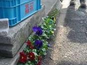 Ningún rincón flores