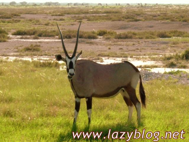 Solomillo de Oryx a la mostaza de estragón