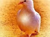 Palomos cojos
