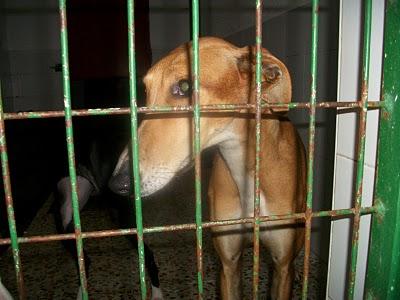 GALGOS EN PELIGRO. MUY URGENTE!!!