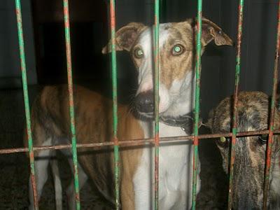 GALGOS EN PELIGRO. MUY URGENTE!!!