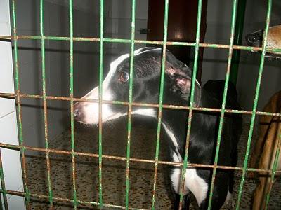 GALGOS EN PELIGRO. MUY URGENTE!!!