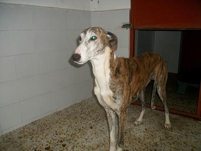 GALGOS EN PELIGRO. MUY URGENTE!!!