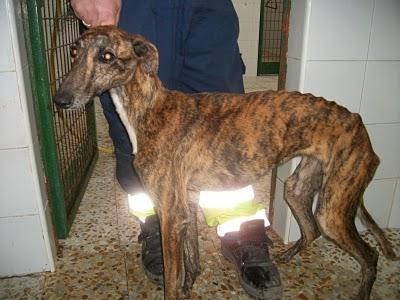 GALGOS EN PELIGRO. MUY URGENTE!!!