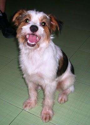 Panchito, más de un año esperando adopción (Murcia)