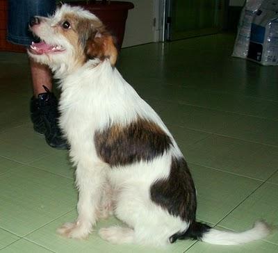 Panchito, más de un año esperando adopción (Murcia)