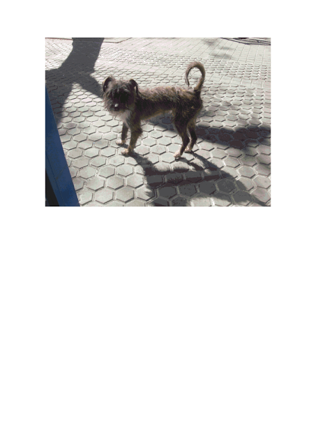 MUY URGENTE!!! PERRITO JOVEN ABANDONADO EN SEVILLA.
